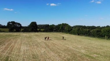 Bulutlu yaz gününde çayırda koşan atların insansız hava aracı bakış açısı. Vahşi ve özgür atlar, yukarıdan görünüşlü insansız hava aracı videosu sürüsü. Bir sürünün insansız hava aracı görüntüsü.