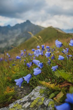 Tatra Milli Parkı sadece dağları değil, aynı zamanda bu vahşi bluebells gibi güzel çiçekler bir sürü görebilirsiniz bir yerdir. Kasprowy Wierch'ten görünüm.