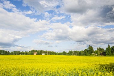 Ülke alanı içinde belgili tanımlık geçmiş bir bulutlu mavi gökyüzü altında eski bir ev ile bir açık yaz günü, Letonya çiçeklenme sarı panoramik manzaralı