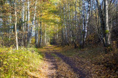 Güneşli bir günde, Riga, Letonya ormandaki altın ağaçların arasından bir yol