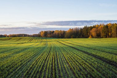 Yeşil ülke Tarım alanı ve orman renkli sabah gökyüzü, Letonya altında bir görünüm