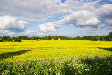 Ülke alanı içinde belgili tanımlık geçmiş bir bulutlu mavi gökyüzü altında eski bir ev ile bir açık yaz günü, Letonya çiçeklenme sarı panoramik manzaralı