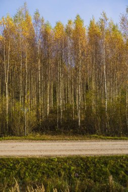Köy yolunda bir görünümünü güneşli bir günde, Letonya