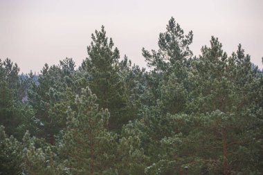 Çam ağacı ormanda bulutlu kış günü. Letonya