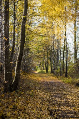 Güneşli bir günde, Riga, Letonya ormandaki altın ağaçların arasından bir yol