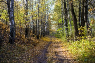 Güneşli bir günde, Riga, Letonya ormandaki altın ağaçların arasından bir yol