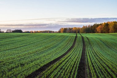 Yeşil ülke Tarım alanı ve orman renkli sabah gökyüzü, Letonya altında bir görünüm