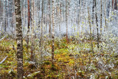 Soğuk sonbahar günü ormanda, Letonya