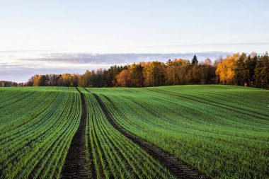 Yeşil ülke Tarım alanı ve orman renkli sabah gökyüzü, Letonya altında bir görünüm