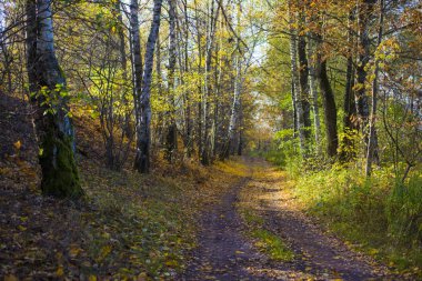 Güneşli bir günde, Riga, Letonya ormandaki altın ağaçların arasından bir yol