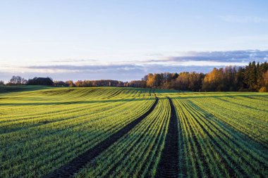 Yeşil ülke Tarım alanı ve orman renkli sabah gökyüzü, Letonya altında bir görünüm