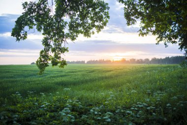 Renkli yaz gün batımı. Yeşil dal yakın çekim, ülke alanı ile bir çam ormanının arka planda, Letonya