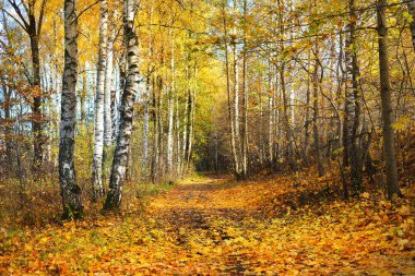 Güneşli bir günde, Riga, Letonya ormandaki altın ağaçların arasından bir yol