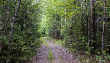 Kirli bir yolun açık yaz gününde, Letonya yeşil orman yoluyla