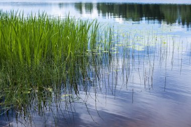 Su üzerine düşünceler. Letonya arka planda bir çam ormanı ile mavi gölün bir görünüm