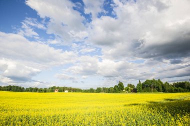 Ülke alanı içinde belgili tanımlık geçmiş bir bulutlu mavi gökyüzü altında eski bir ev ile bir açık yaz günü, Letonya çiçeklenme sarı panoramik manzaralı