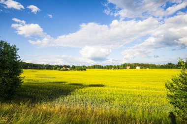 Ülke alanı içinde belgili tanımlık geçmiş bir bulutlu mavi gökyüzü altında eski bir ev ile bir açık yaz günü, Letonya çiçeklenme sarı panoramik manzaralı