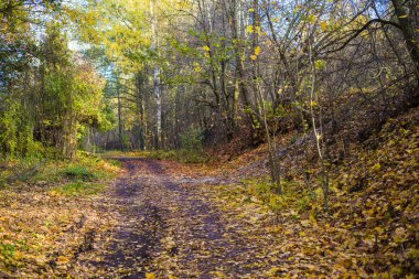 Güneşli bir günde, Riga, Letonya ormandaki altın ağaçların arasından bir yol