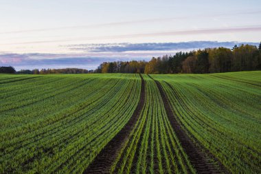 Yeşil ülke Tarım alanı ve orman renkli sabah gökyüzü, Letonya altında bir görünüm