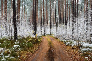 Bir sonbahar yol karla kaplı ormanı, Letonya
