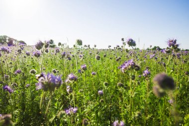Çiçeklenme ülke görünümünü alan bir orman içinde belgili tanımlık geçmiş bir gün açık yaz, Letonya