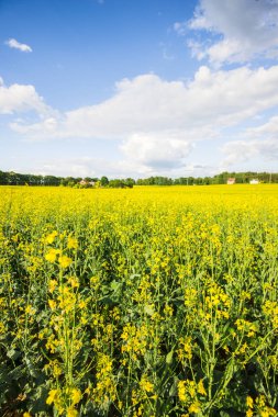 Ülke alanı içinde belgili tanımlık geçmiş bir bulutlu mavi gökyüzü altında eski bir ev ile bir açık yaz günü, Letonya çiçeklenme sarı Close-up