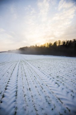 Karla kaplı tarım alanı forest yakınındaki bir görünümünü güneşli bir günde, Letonya