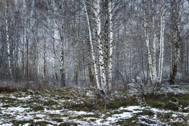 Soğuk günde bulutlu sonbahar orman, Letonya