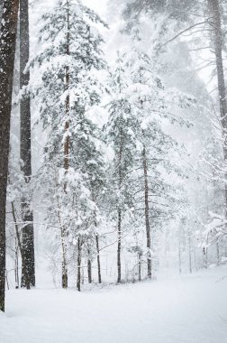 Taze kar kalın bir tabaka altında kış orman yolundaki