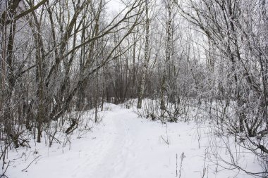 Ormanda bulutlu bir gün. Ağaçlar arasında karla kaplı yol. Letonya