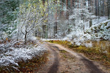 Bir sonbahar yol karla kaplı ormanı, Letonya