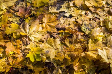 Sonbahar yaprakları yakın çekim, Letonya