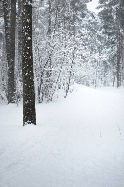 Taze kar kalın bir tabaka altında kış orman yolundaki