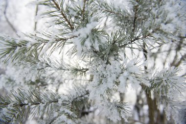 Close-up karla kaplı Göknar, Letonya
