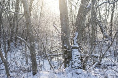 Bir güneşli kış gününde, Letonya ormandaki ağaçlar karla kaplı