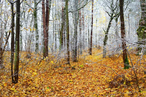 Konci Podzimu Zlaté Listy Námraza Stromech Lotyšsko — Stock fotografie
