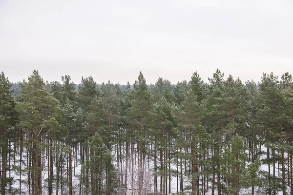 Blick Auf Den Kiefernwald Lettland — Stockfoto