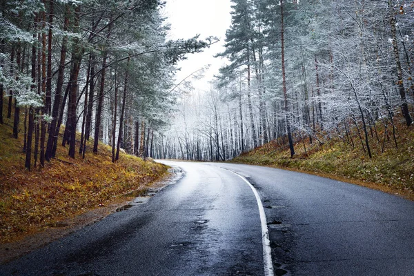 Uma Estrada Entre Pinheiros Primeira Neve Floresta Letónia — Fotografia de Stock