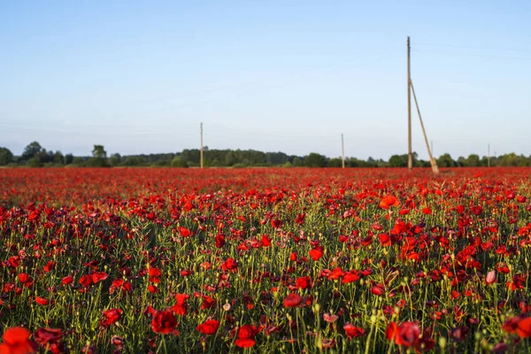 Tarde Verano Soleada Campo Amapolas Flor Letonia — Foto de Stock