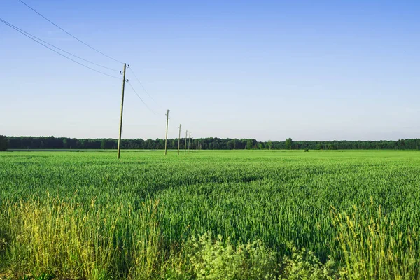 Pohled Zemědělské Pole Zelené Země Slunečného Letního Dne Lotyšsko — Stock fotografie