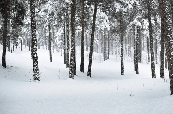 View Winter Forest Fresh Falling Snow Latvia — Stock Photo, Image