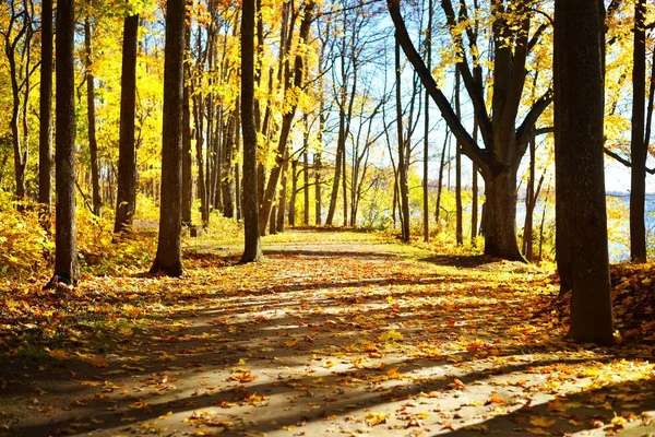 Blick Auf Den Bunten Herbstwald Einem Klaren Tag Koknese Lettland — Stockfoto