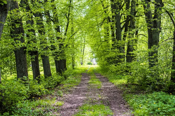 Eine Straße Durch Den Grünen Quellwald Lettland — Stockfoto