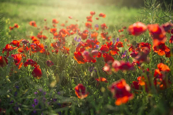 Sunny Summer Evening Blooming Poppies Field Latvia — Stock Photo, Image