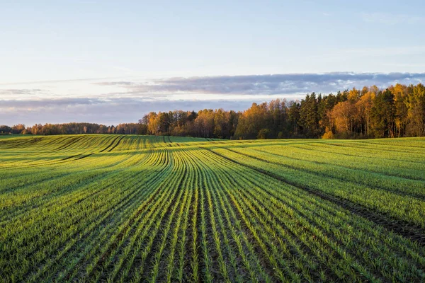 Une Vue Sur Champ Agricole Verdoyant Forêt Sous Ciel Matinal — Photo