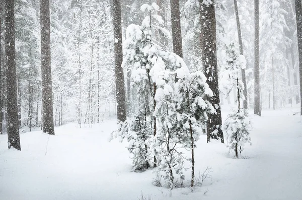 Zbliżenie Małe Sosny Pokryte Śniegiem Lesie Zimą Śniegu — Zdjęcie stockowe