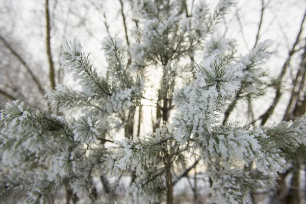 Nahaufnahme Der Schneebedeckten Kiefer Lettland — Stockfoto