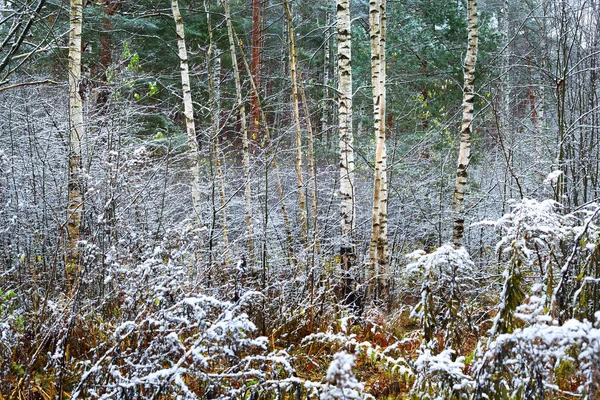 Frosty Autumn Day Forest Latvia — Stock Photo, Image