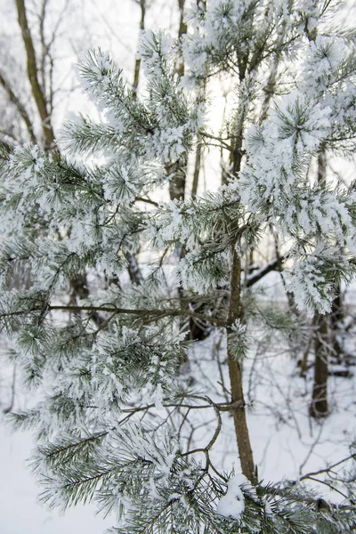 Primer Plano Del Pino Cubierto Nieve Letonia — Foto de Stock