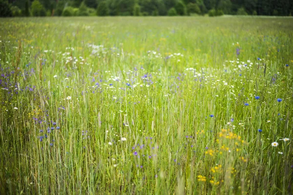 Campo Campo Floreciente Día Claro Verano Primer Plano Letonia — Foto de Stock